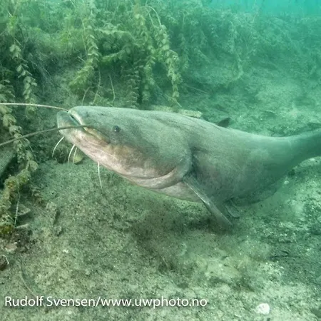 Auberge de jeunesse Fully Equipped Six Bedroom House 15 Kilometers From Bled - With A Terrace, Garden, Playground, And Parking *