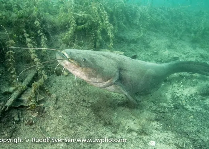 بيت شباب Fully Equipped Six Bedroom House 15 Kilometers From Bled - With A Terrace, Garden, Playground, And Parking *